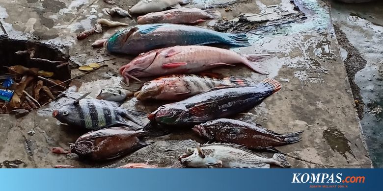 Pastikan Penyebab Kematian Ikan, Sampel Air Laut di Malut Dikirim ke Manado - Kompas.com - KOMPAS.com
