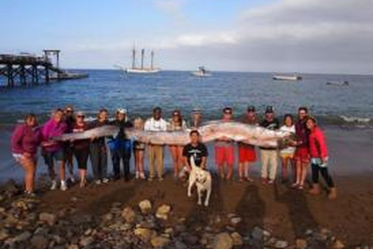 Seekor oarfish yang panjangnya mencapai 5,5 meter ditemukan di lepas pantai California. 