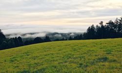 Padang Rumput Hilang 4 Kali Lebih Cepat dari Hutan, Ini Penyebabnya