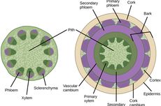 Perbedaan Floem Primer dan Sekunder