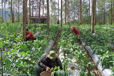 [POPULER NUSANTARA] Kisah Petani Buncis Berjuang Seorang Diri Tembus Pasar Singapura | Pengusaha Keluarkan Uang Miliaran Rupiah untuk Bangun Jalan