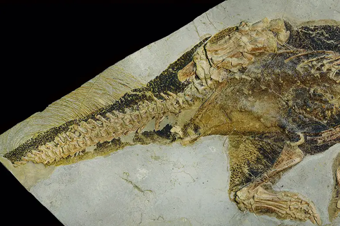 Peneliti Ungkap Fosil Kloaka, Beri Petunjuk Bagaimana Dinosaurus Kawin