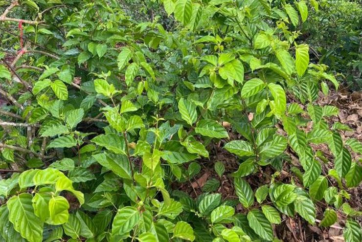 Strategis Pengembangan Industri Gambir