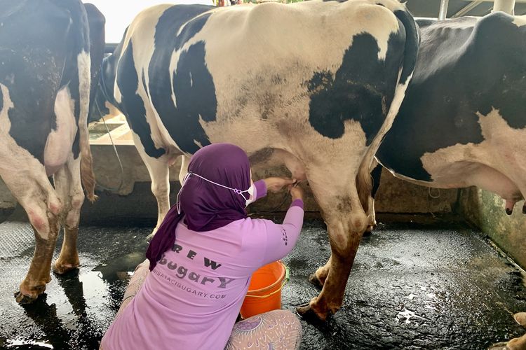 Proses memerah susu sapi di Cibugary Farm, Pondok Ranggon, Jakarta Timur.