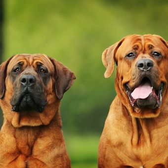 Ilustrasi ras anjing Korean Mastiff atau Tosa, Dosa.