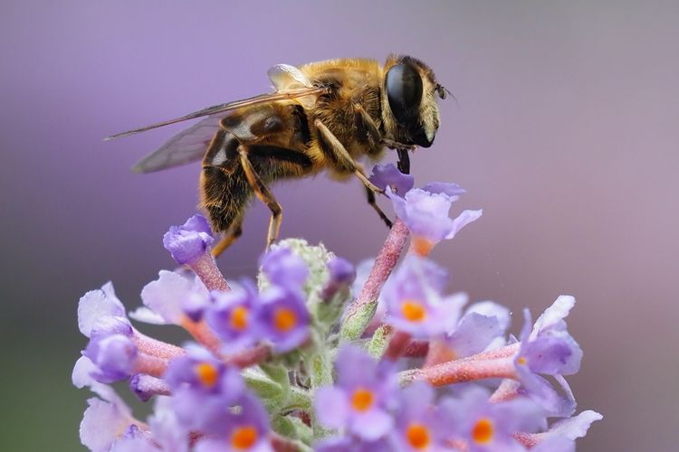 Ilustrasi lebah di kelopak bunga