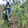 Daftar Lengkap Negara di Dunia yang Melegalkan Perdagangan Ganja