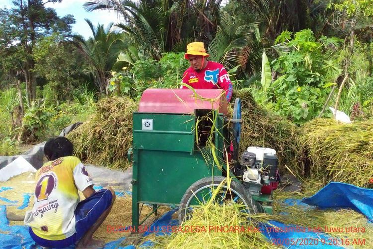 Dusun Saluseba, Desa Pincara, Kecamatan Masamba, Luwu Utara berhasil mandiri pangan.
