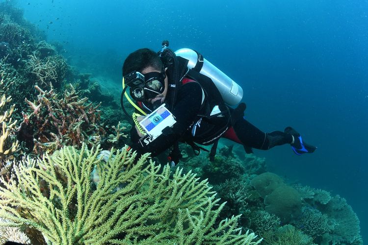 Ilustrasi penyelam sedang melakukan upaya konservasi keanekaragaman hayati di laut.
