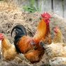 Malaysia Siap Investasi Peternakan Ayam Rp 350 Miliar di Batam