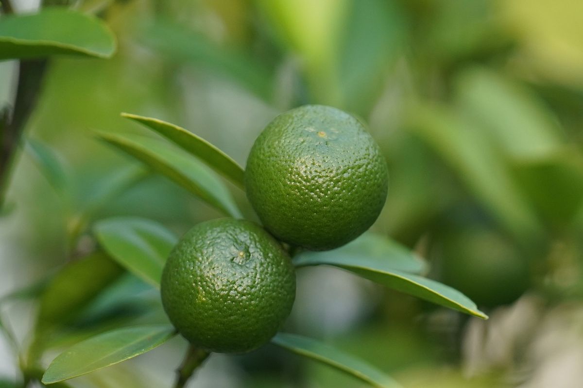 Ilustrasi tanaman lemon cui. 