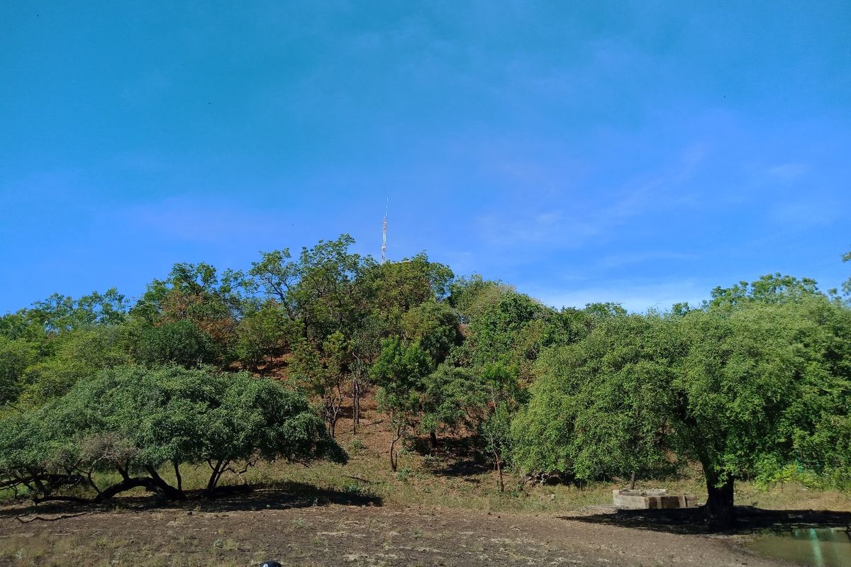 Tanaman Bekol di Kawasan Taman Nasional Baluran 
