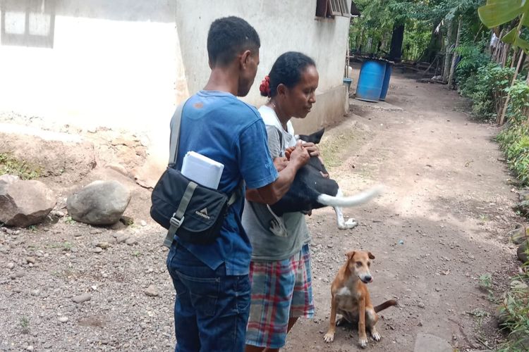 Petugas kesehatan hewan sedang melakukan vaksinasi di Desa Nele Urung, Kecamatan Nele, Kabupaten Sikka pada Senin (25/4/2024)