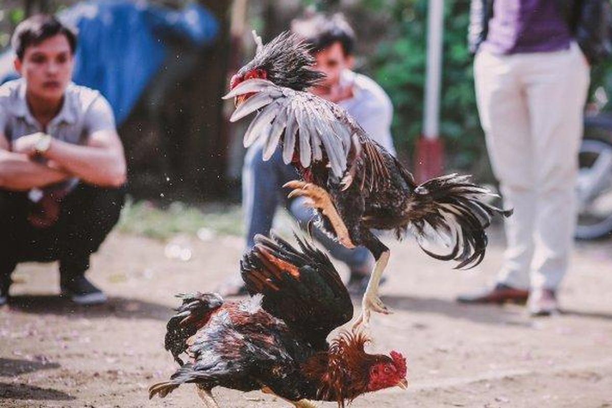 Ilustrasi tajen atau sabung ayam.