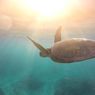 Nekton: Pengertian, Klasifikasi, dan Contohnya