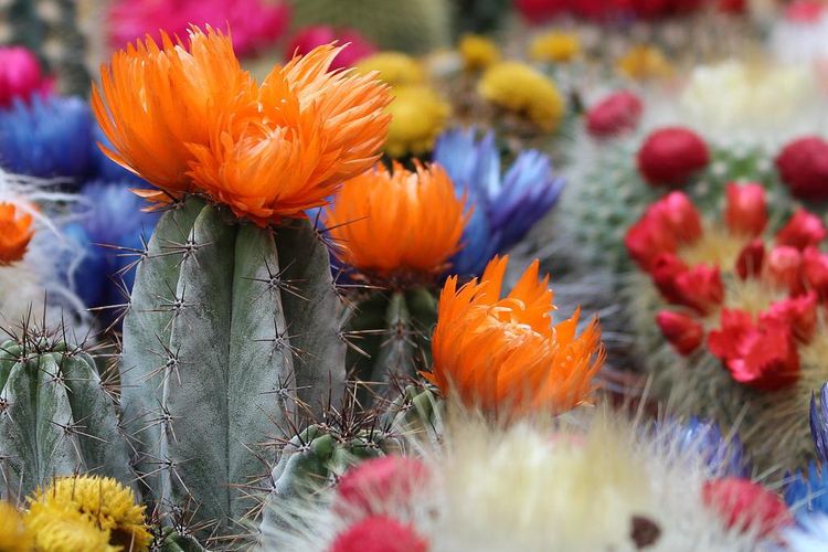 Ilustrasi bunga kaktus. 