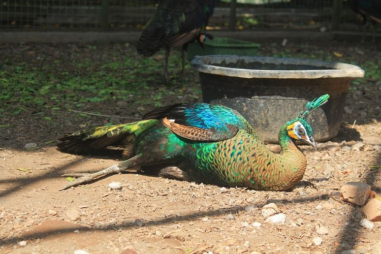 Burung Merak di Taman Satwa Taru Jurug, Surakarta, Jawa Tengah DOK. Shutterstock