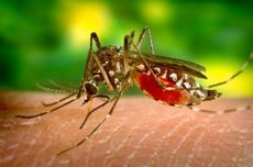 6 Komplikasi Malaria Berat yang Harus Diwaspadai