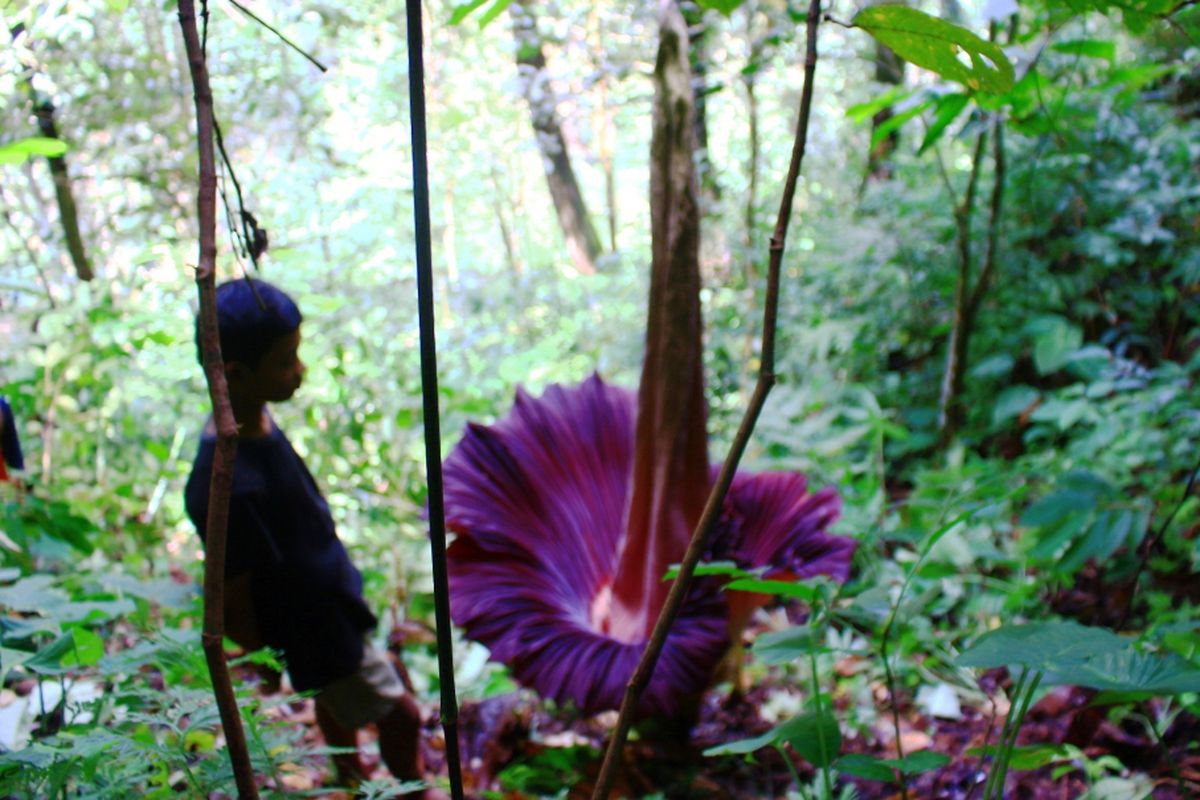 Amorphopallus Titanum, flora endemik Pulau Sumatera ini masuk kategori rentan 