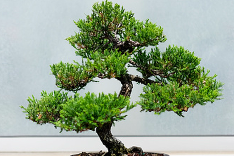 Cara Merawat Bonsai di dalam Ruangan agar Tumbuh Sehat dan Indah