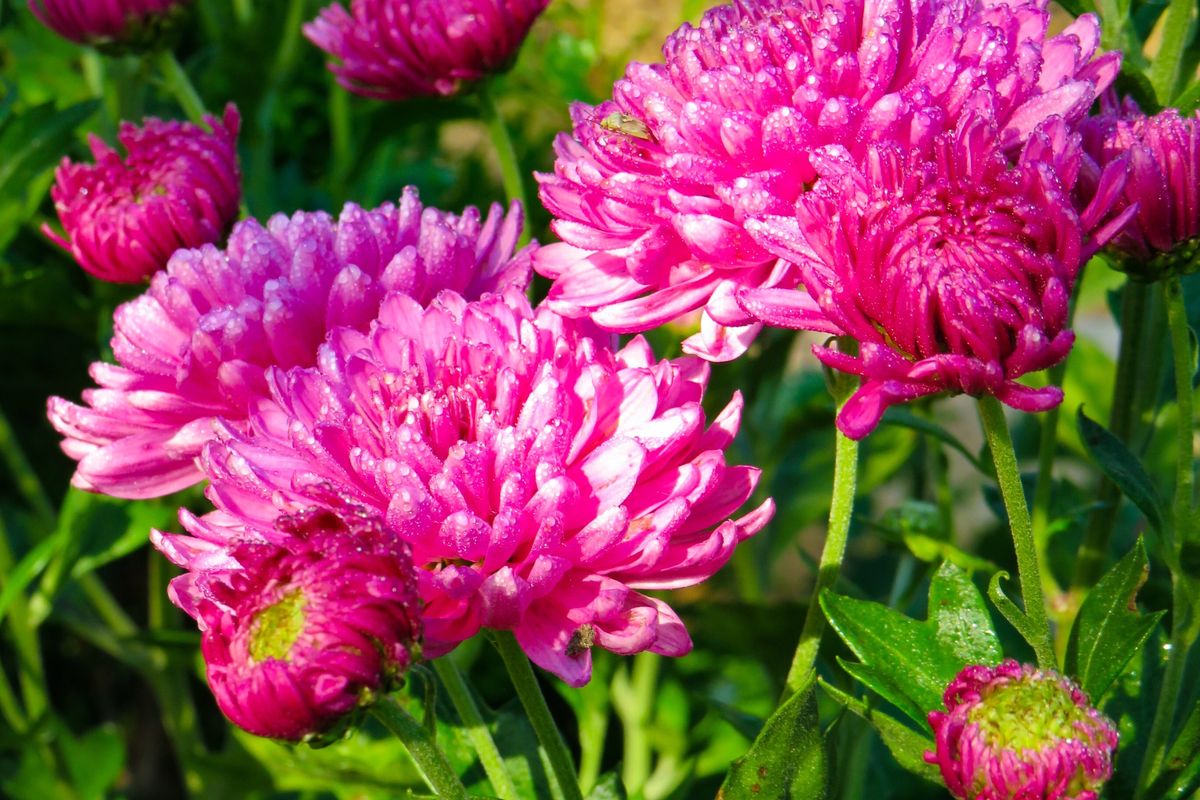 Ilustrasi bunga krisan ungu