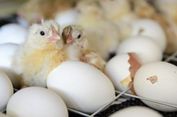 Telur Ayam Ini Tak Aman untuk Dikonsumsi, Ini Penjelasan Guru Besar IPB