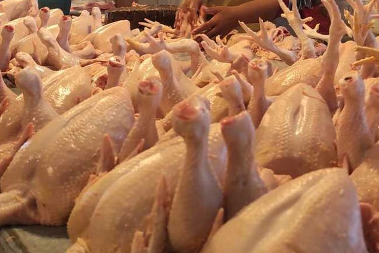 Harga Ayam Hidup Turun ke Rp 18.000, Peternak Merugi