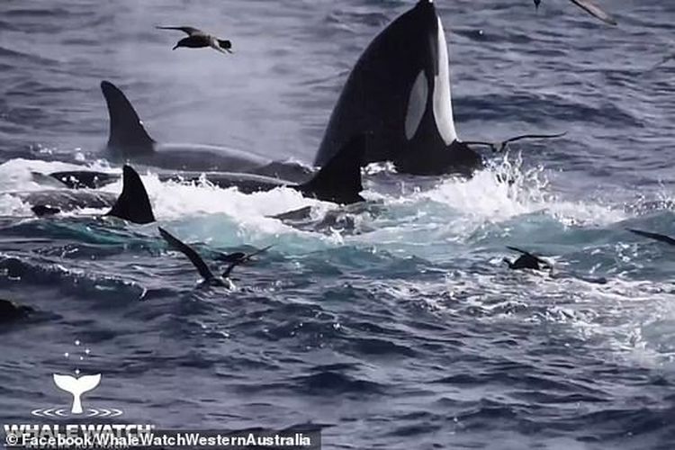 75 ekor orca bekerja sama memangsa paus biru hidup-hidup.