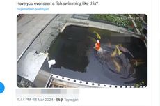 Viral, Video Ikan Koi Berenang Vertikal di Permukaan Air, Kok Bisa?