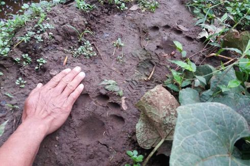 Heboh Harimau Muncul di Ogan Ilir, BKSDA Sumsel: Kami Hanya Temukan Jejak Babi Hutan