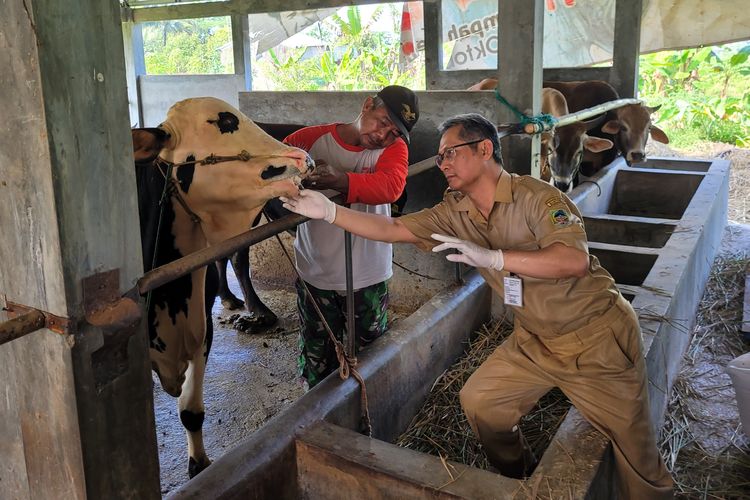 Pemeriksaan sapi di Desa Kebocoran, Kecamatan Kedungbanteng, Kabupaten Banyumas, Jawa Tengah, Senin (12/6/2023).