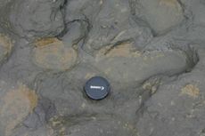 Ditemukan, Jejak Kaki Berusia 800.000 Tahun 