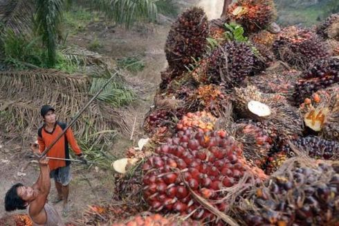 Sawit Sempat Ganjal Kerja Sama Indonesia dengan 4 Negara Eropa Ini