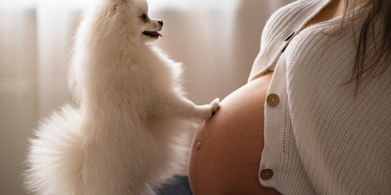 Betulkah Anjing Dapat Mendeteksi Kehamilan pada Manusia? Halaman all -  Kompas.com