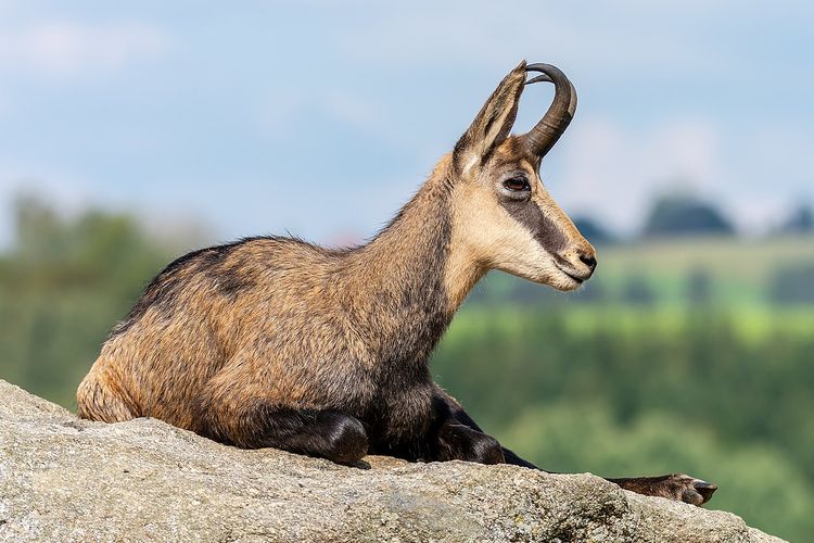 Ilustrasi kambing kamois (Chamois). Kambing khas pegunungan Eropa.