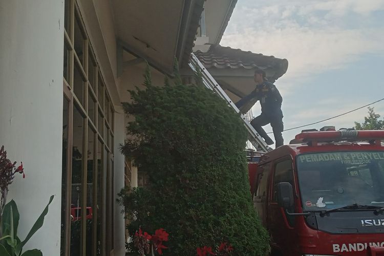 petugas tengah berupaya mengevakuasi macan yang ditemukan di sebuah hotel di bandung, senin (6/10/2025)