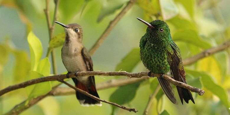 Ilustrasi sepasang burung kolibri Ruby-topaz hummingbird (Chrysolampis mosquitus).