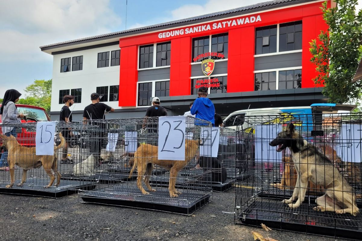 31 Anjing Lolos dari Jagal, Mulut Diikat dan Dimasukkan Karung Saat Diselundupkan