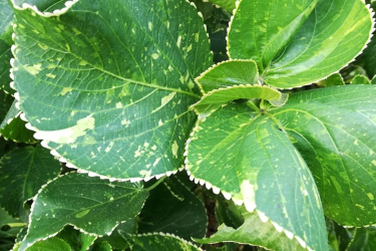 Tanaman hias Acalypha wilkesiana