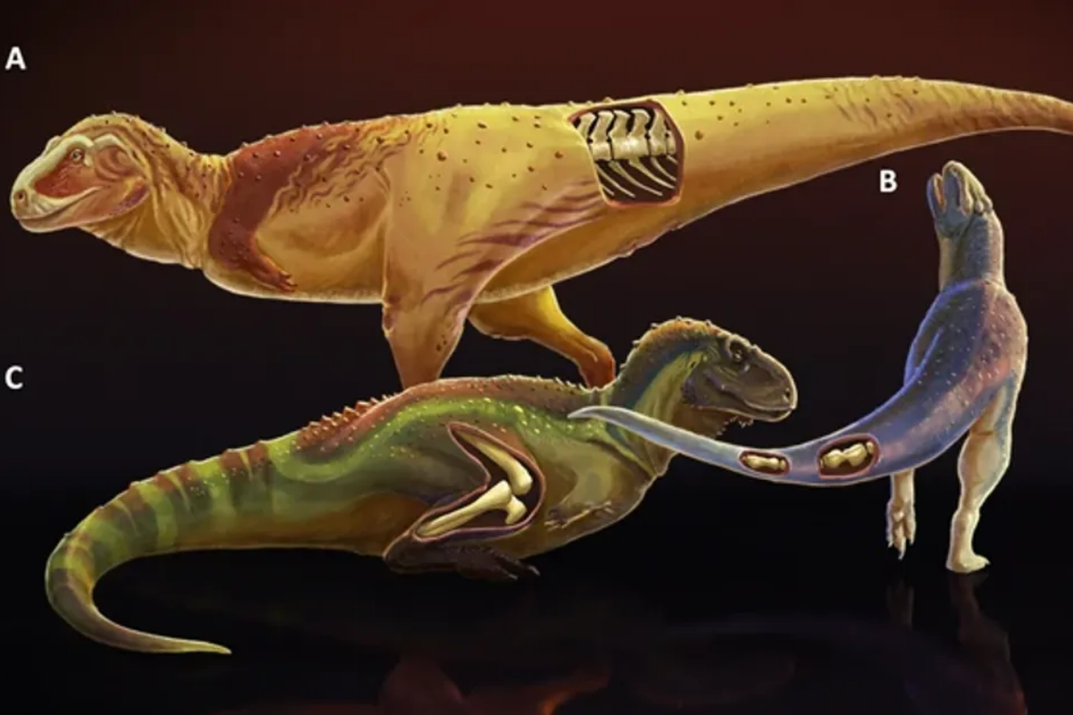 Analisis fosil dari tiga spesies dinosaurus  theropoda
