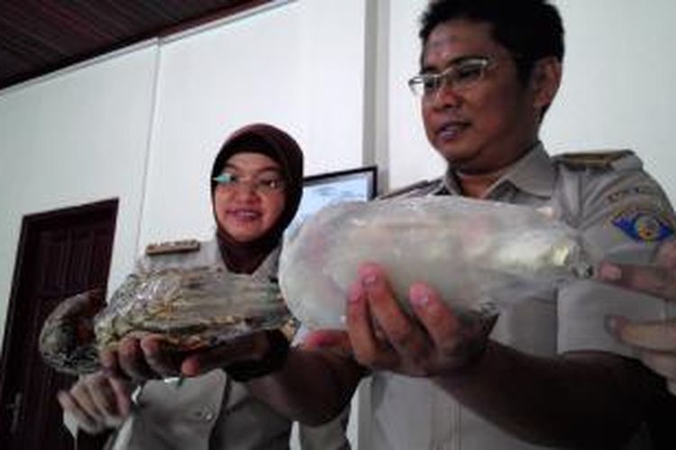  Lobster beku yang bertelur dikemas dalam batu es menjadi salah satu temuan Balai Karatina Ikan di Balikpapan. Lobster ini dikirim dari Jakarta ke Balikpapan.
