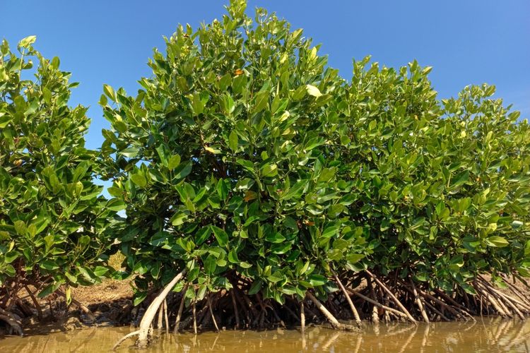 Ilustrasi pohon mangrove. 