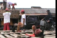 Jakarta Banjir, Pedagang Ayam di Solo Rugi Ratusan Juta