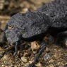 Apa Rahasia Ironclad, Si Kumbang Super yang Tak Mati Terlindas Mobil