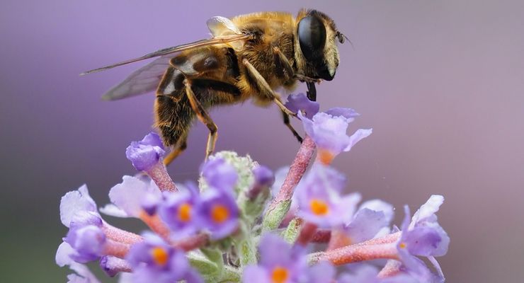 Ratu Lebah Bisa Bertahan Hidup di Bawah Air Selama Seminggu