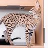 10 Ras Kucing Besar yang Bisa Dipelihara