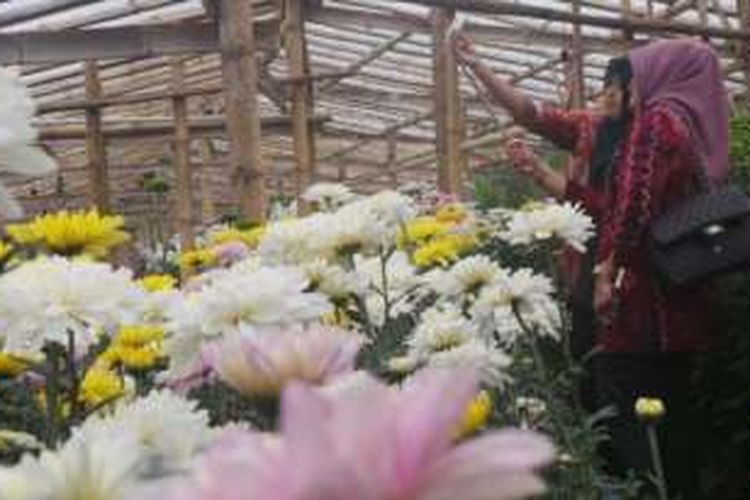 Akhir Pekan Di Semarang Selfie Di Tengah Kebun Bunga Krisan