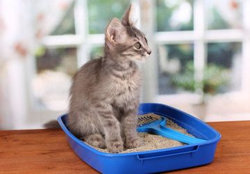 Cara Menjaga Kotak Pasir Kucing Tetap Bersih dan Bebas Bau