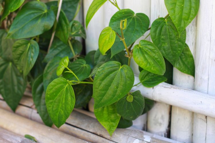 Ilustrasi tanaman sirih, daun sirih.