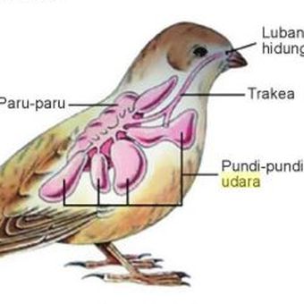 Pernapasan burung